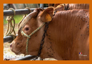 La  dermatose bovine